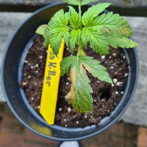 Stress Killer-Pato growlog photo: 🥴🥴🥴