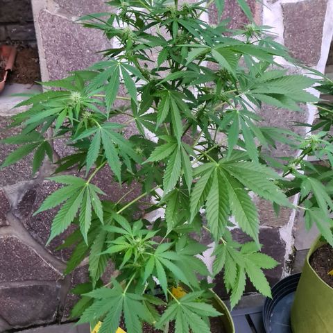 Cookies Bodo & Gelato Mila (Cookies Gelato Automatic) growlog photo: Mila