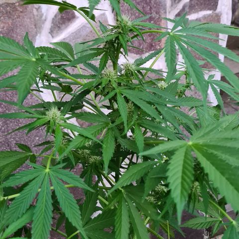 Cookies Bodo & Gelato Mila (Cookies Gelato Automatic) growlog photo: Mila