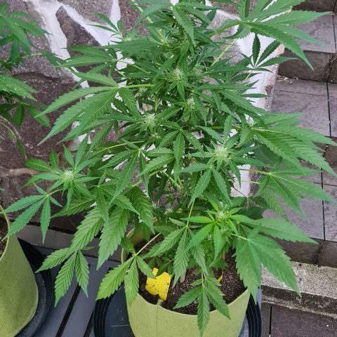 Cookies Bodo & Gelato Mila (Cookies Gelato Automatic) growlog photo: Bodo