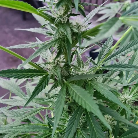 Cookies Bodo & Gelato Mila (Cookies Gelato Automatic) growlog photo: Bodo