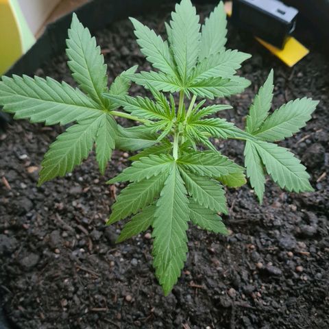 Titus-Mimosa growlog timeline photo