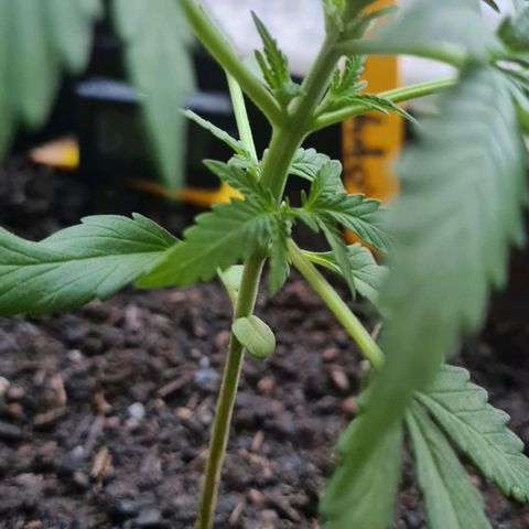 Titus-Mimosa growlog timeline photo