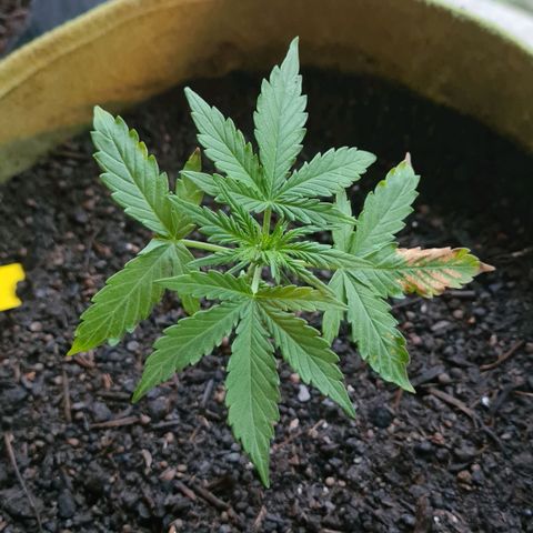 Stress Killer-Pato growlog photo: Blätter die total hinüber waren sind ab. Die kleine hängt deutlich im Wachstum hinterher, aber sie macht sich dennoch gut.