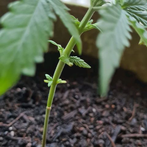 Stress Killer-Pato growlog photo: Blätter die total hinüber waren sind ab. Die kleine hängt deutlich im Wachstum hinterher, aber sie macht sich dennoch gut.