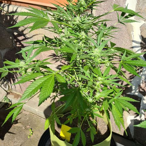 Cookies Bodo & Gelato Mila (Cookies Gelato Automatic) growlog photo: Bodo