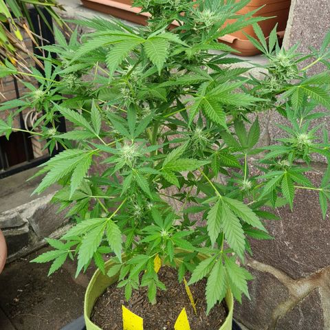 Cookies Bodo & Gelato Mila (Cookies Gelato Automatic) growlog photo: Bodo