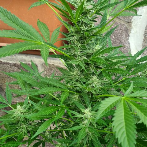 Cookies Bodo & Gelato Mila (Cookies Gelato Automatic) growlog photo: Bodo