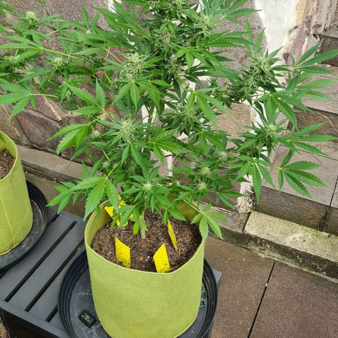 Cookies Bodo & Gelato Mila (Cookies Gelato Automatic) growlog photo: Bodo