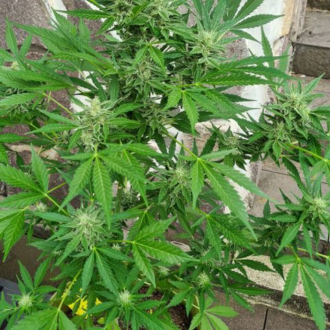 Cookies Bodo & Gelato Mila (Cookies Gelato Automatic) growlog photo: Bodo