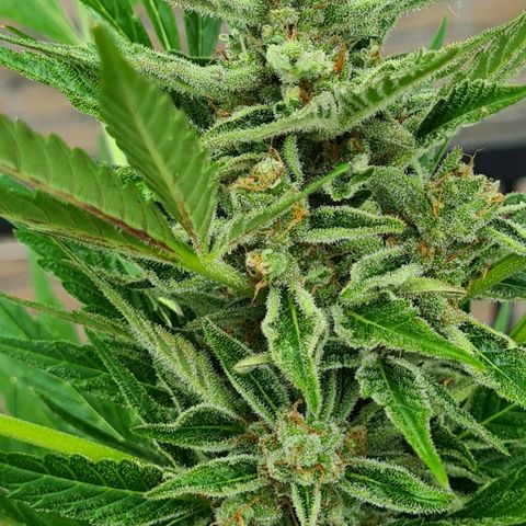 Cookies Bodo & Gelato Mila (Cookies Gelato Automatic) growlog photo: Bodo