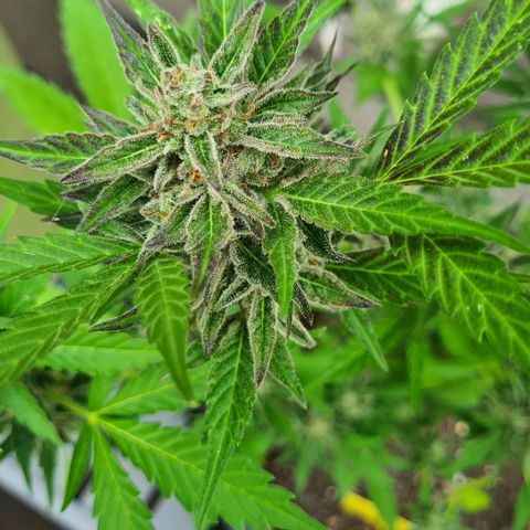 Cookies Bodo & Gelato Mila (Cookies Gelato Automatic) growlog photo: Bodo