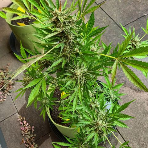 Cookies Bodo & Gelato Mila (Cookies Gelato Automatic) growlog photo: Bodo