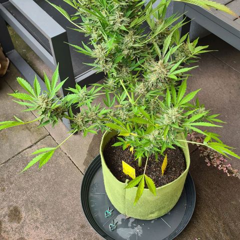 Cookies Bodo & Gelato Mila (Cookies Gelato Automatic) growlog photo: Bodo