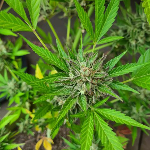 Cookies Bodo & Gelato Mila (Cookies Gelato Automatic) growlog photo: Bodo - Ab heute gehts ab in die dunkle Kammer. Ein Strang wurde bereits zur Trocknung aufgehangen