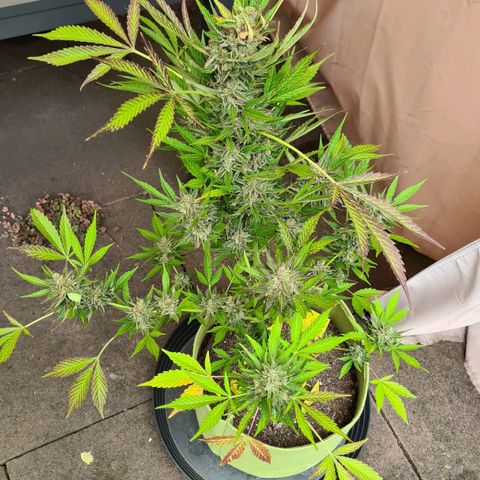 Cookies Bodo & Gelato Mila (Cookies Gelato Automatic) growlog photo: Bodo - Ab heute gehts ab in die dunkle Kammer. Ein Strang wurde bereits zur Trocknung aufgehangen