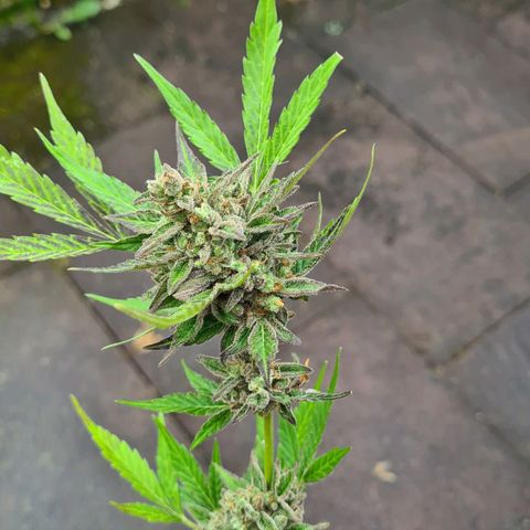 Cookies Bodo & Gelato Mila (Cookies Gelato Automatic) growlog photo: Bodo - Ab heute gehts ab in die dunkle Kammer. Ein Strang wurde bereits zur Trocknung aufgehangen