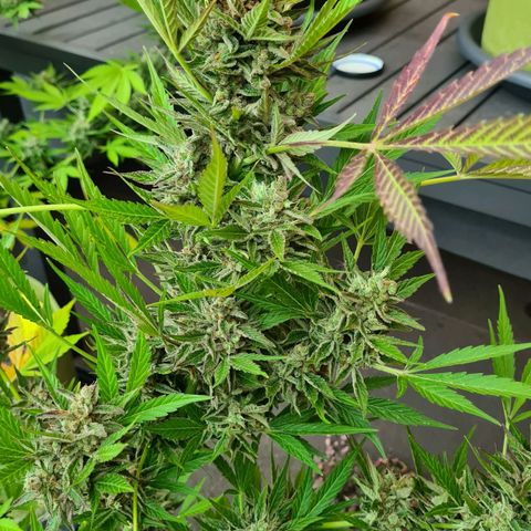 Cookies Bodo & Gelato Mila (Cookies Gelato Automatic) growlog photo: Bodo - Ab heute gehts ab in die dunkle Kammer. Ein Strang wurde bereits zur Trocknung aufgehangen