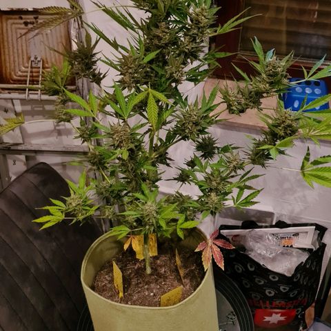 Cookies Bodo & Gelato Mila (Cookies Gelato Automatic) growlog photo: Bodo - Ab heute gehts ab in die dunkle Kammer. Ein Strang wurde bereits zur Trocknung aufgehangen