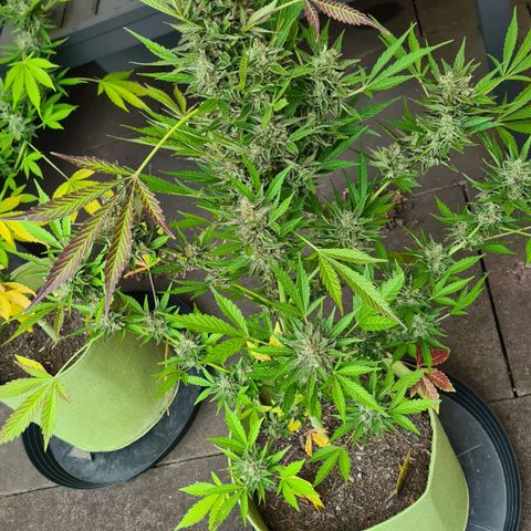 Cookies Bodo & Gelato Mila (Cookies Gelato Automatic) growlog photo: Bodo - Ab heute gehts ab in die dunkle Kammer. Ein Strang wurde bereits zur Trocknung aufgehangen