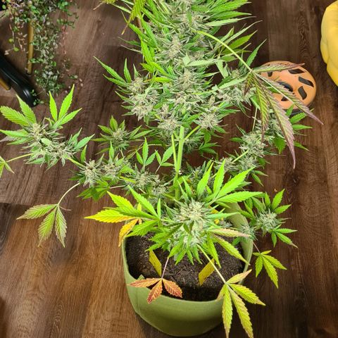 Cookies Bodo & Gelato Mila (Cookies Gelato Automatic) growlog photo: Bodo - Wird mit Zuckerblätter im ganzen in einer dunklen Kammer gehängt. Temp~24-25 \ Rlf~55-60
Leider musste der der Headbud abgeschnitten werden, da Anzeichen einer Blütenfeule zu sehen war. Das ist auf einem der Fotos zu sehen. Das Wetter war zum Ende hin erbarmungslos 🥴