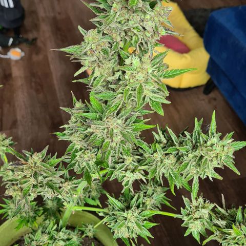 Cookies Bodo & Gelato Mila (Cookies Gelato Automatic) growlog photo: Bodo - Wird mit Zuckerblätter im ganzen in einer dunklen Kammer gehängt. Temp~24-25 \ Rlf~55-60
Leider musste der der Headbud abgeschnitten werden, da Anzeichen einer Blütenfeule zu sehen war. Das ist auf einem der Fotos zu sehen. Das Wetter war zum Ende hin erbarmungslos 🥴