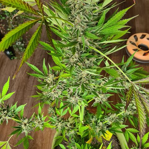 Cookies Bodo & Gelato Mila (Cookies Gelato Automatic) growlog photo: Bodo - Wird mit Zuckerblätter im ganzen in einer dunklen Kammer gehängt. Temp~24-25 \ Rlf~55-60
Leider musste der der Headbud abgeschnitten werden, da Anzeichen einer Blütenfeule zu sehen war. Das ist auf einem der Fotos zu sehen. Das Wetter war zum Ende hin erbarmungslos 🥴