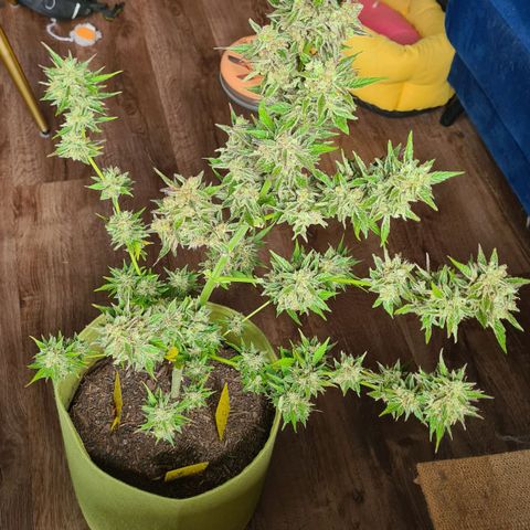 Cookies Bodo & Gelato Mila (Cookies Gelato Automatic) growlog photo: Bodo - Wird mit Zuckerblätter im ganzen in einer dunklen Kammer gehängt. Temp~24-25 \ Rlf~55-60
Leider musste der der Headbud abgeschnitten werden, da Anzeichen einer Blütenfeule zu sehen war. Das ist auf einem der Fotos zu sehen. Das Wetter war zum Ende hin erbarmungslos 🥴