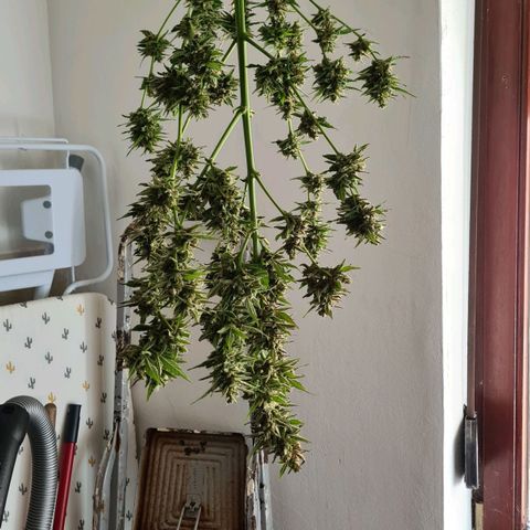 Cookies Bodo & Gelato Mila (Cookies Gelato Automatic) growlog photo: Bodo - Wird mit Zuckerblätter im ganzen in einer dunklen Kammer gehängt. Temp~24-25 \ Rlf~55-60
Leider musste der der Headbud abgeschnitten werden, da Anzeichen einer Blütenfeule zu sehen war. Das ist auf einem der Fotos zu sehen. Das Wetter war zum Ende hin erbarmungslos 🥴