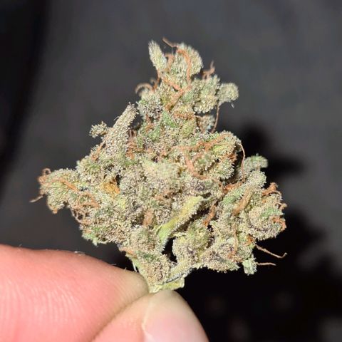 Cookies Bodo & Gelato Mila (Cookies Gelato Automatic) growlog photo: Bodo - Erste getrocknete Knolle, vom dem vorher abgeschnittenen Strang