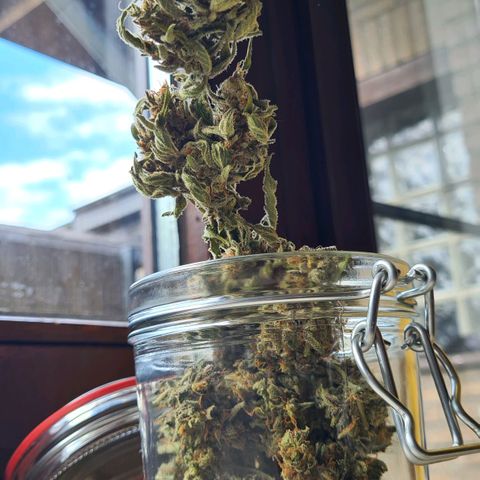Cookies Bodo & Gelato Mila (Cookies Gelato Automatic) growlog photo: Bodo - Die aller erste Ernte steht nun in den Büchern.
Bodo hatte die letzten Wochen leider mit schlechten Wetter zu kämpfen. Daher musste aufgrund der Blütefeule und Mehltau (aufgefallen auf ein paar wenigen Zuckerblättern beim finalen Beschneiden der Blüten) ein paar Gramm direkt in den Müllwandern.
Endergebnis: 41,5g Blüten