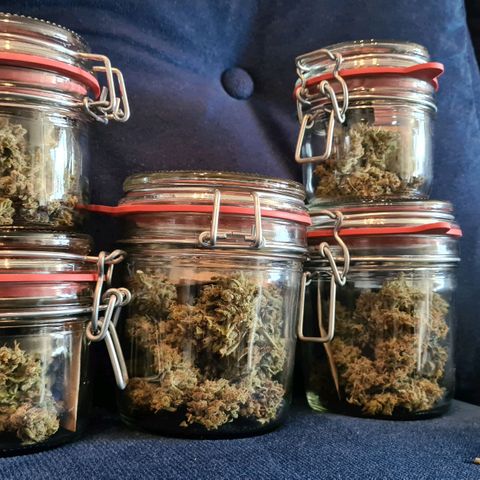 Cookies Bodo & Gelato Mila (Cookies Gelato Automatic) growlog photo: Bodo - Die aller erste Ernte steht nun in den Büchern.
Bodo hatte die letzten Wochen leider mit schlechten Wetter zu kämpfen. Daher musste aufgrund der Blütefeule und Mehltau (aufgefallen auf ein paar wenigen Zuckerblättern beim finalen Beschneiden der Blüten) ein paar Gramm direkt in den Müllwandern.
Endergebnis: 41,5g Blüten