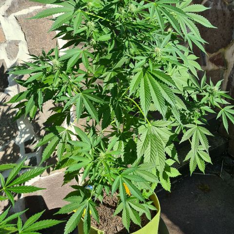 Cookies Bodo & Gelato Mila (Cookies Gelato Automatic) growlog photo: Mila