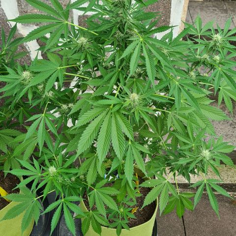Cookies Bodo & Gelato Mila (Cookies Gelato Automatic) growlog photo: Mila