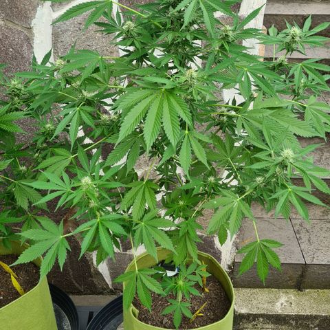 Cookies Bodo & Gelato Mila (Cookies Gelato Automatic) growlog photo: Mila