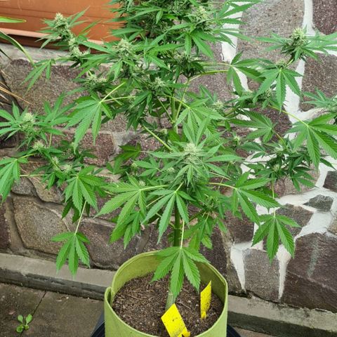 Cookies Bodo & Gelato Mila (Cookies Gelato Automatic) growlog photo: Mila