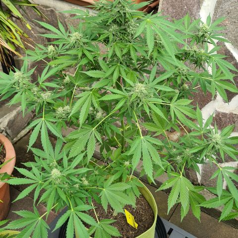 Cookies Bodo & Gelato Mila (Cookies Gelato Automatic) growlog photo: Mila