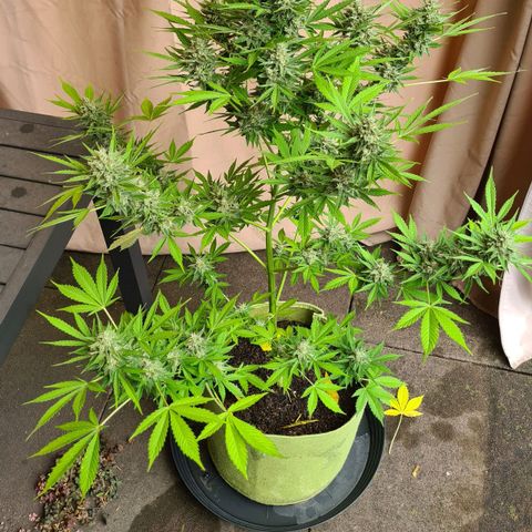 Cookies Bodo & Gelato Mila (Cookies Gelato Automatic) growlog photo: Mila