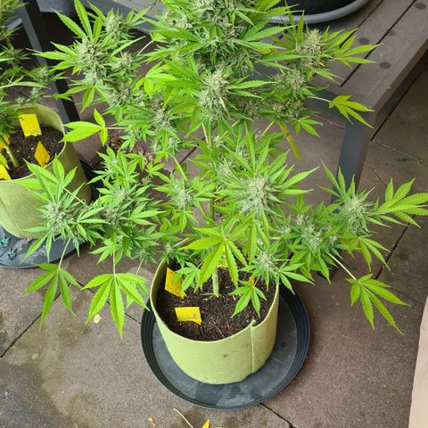 Cookies Bodo & Gelato Mila (Cookies Gelato Automatic) growlog photo: Mila