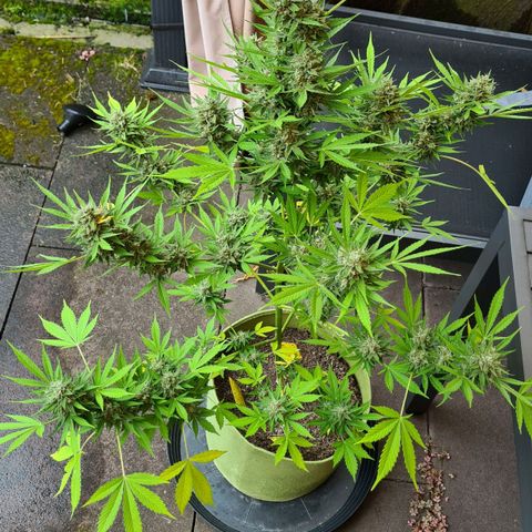 Cookies Bodo & Gelato Mila (Cookies Gelato Automatic) growlog photo: Mila - Braucht noch ne Woche. Sie ist auch knapp eine Woche später in die Blüte gegangen. Trichiome sehen auch noch nicht optimal aus.