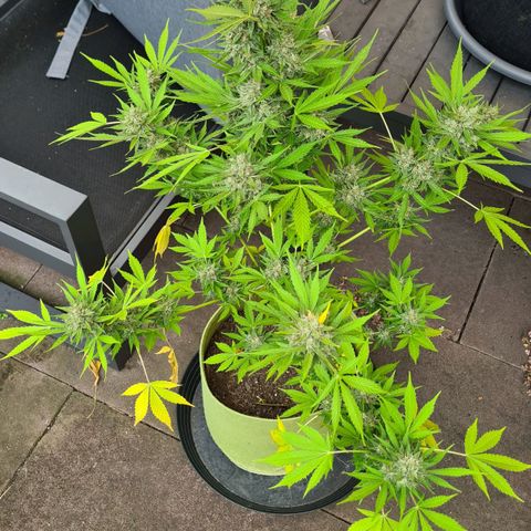 Cookies Bodo & Gelato Mila (Cookies Gelato Automatic) growlog photo: Mila - Braucht noch ne Woche. Sie ist auch knapp eine Woche später in die Blüte gegangen. Trichiome sehen auch noch nicht optimal aus.