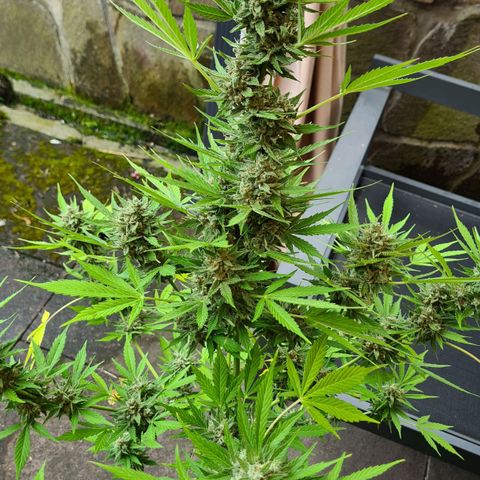 Cookies Bodo & Gelato Mila (Cookies Gelato Automatic) growlog photo: Mila - Braucht noch ne Woche. Sie ist auch knapp eine Woche später in die Blüte gegangen. Trichiome sehen auch noch nicht optimal aus.