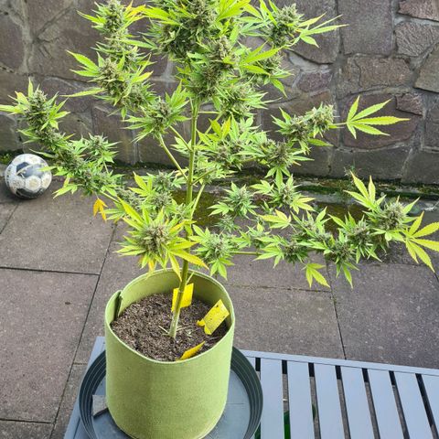 Cookies Bodo & Gelato Mila (Cookies Gelato Automatic) growlog photo: Mila - wurde nun auch aufgrund von Mehltau beschnitten, gekappt und zu Bodo in die dunkele Kammer gehängt. Einige Zuckerblätter wurden von Mehltau befallen. Alle befallenen Mehltau-Knollen sind in den Müll gewandert.