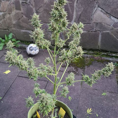 Cookies Bodo & Gelato Mila (Cookies Gelato Automatic) growlog photo: Mila - wurde nun auch aufgrund von Mehltau beschnitten, gekappt und zu Bodo in die dunkele Kammer gehängt. Einige Zuckerblätter wurden von Mehltau befallen. Alle befallenen Mehltau-Knollen sind in den Müll gewandert.