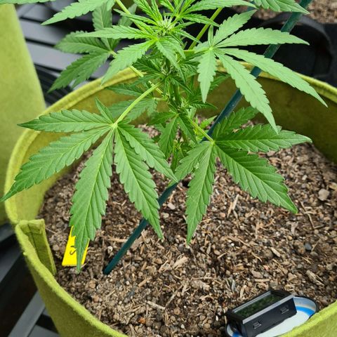 Stress Killer-Pato growlog timeline photo