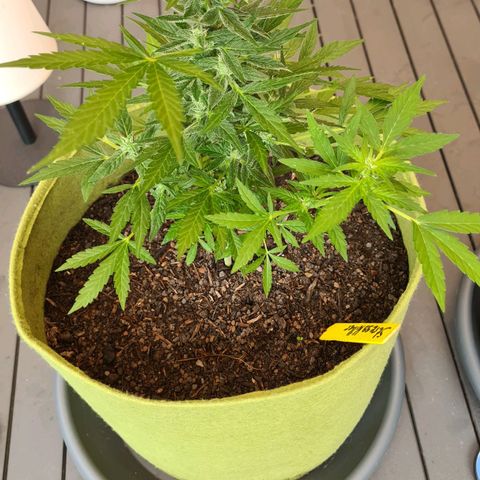 Stress Killer-Pato growlog timeline photo