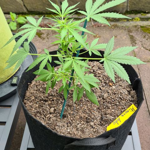 Titus-Mimosa growlog timeline photo