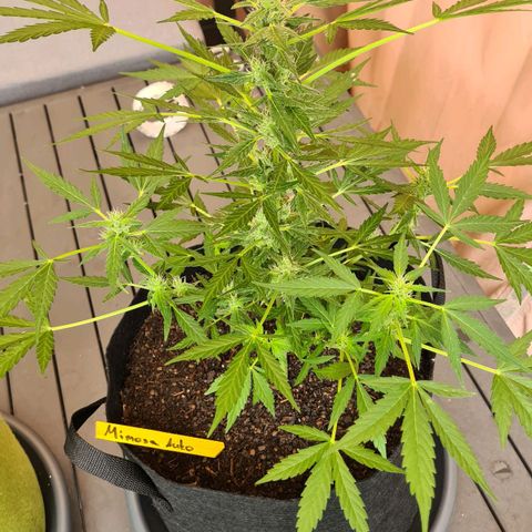 Titus-Mimosa growlog timeline photo