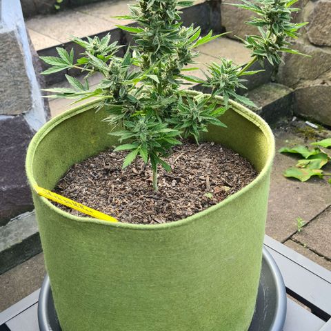 Stress Killer-Pato growlog timeline photo