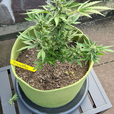 Stress Killer-Pato growlog timeline photo